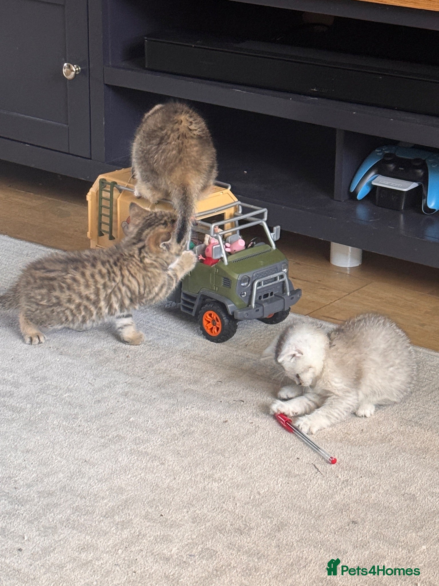 Scottish Fold cats 3 Kittens need a loving home - Advert 15