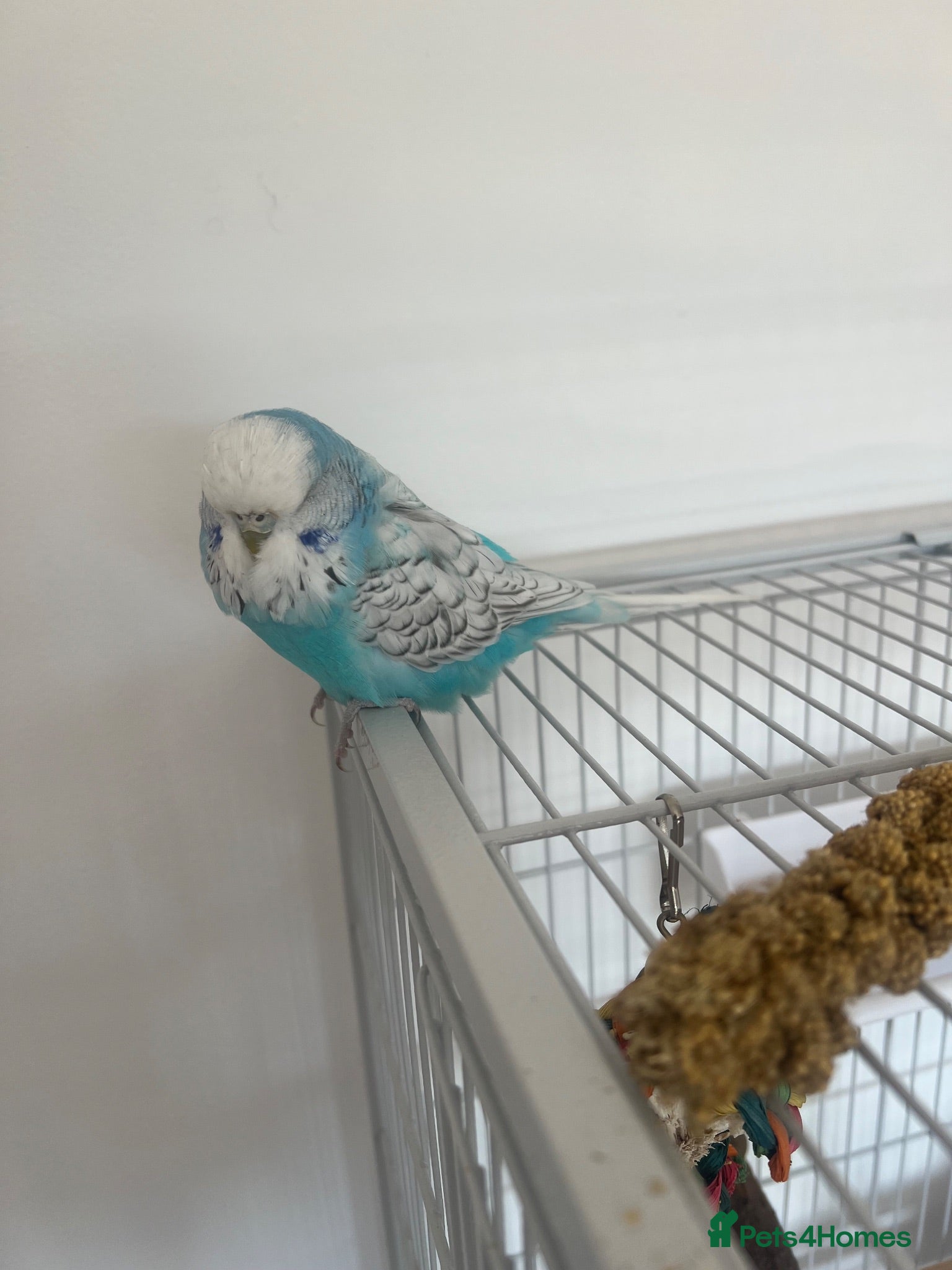 Budgerigars birds Blue budgie - Boyle - Advert 2