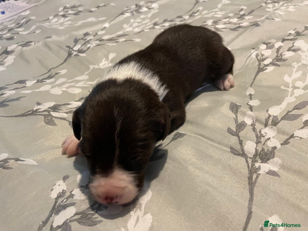 Mixed Breed dogs for sale: Sprollies - Image 25