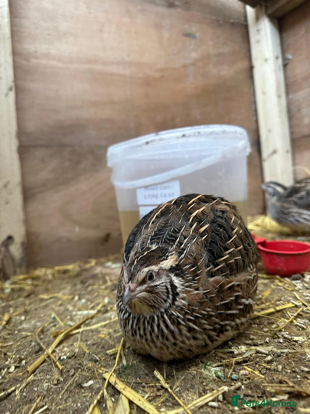 Quail poultry for sale: Cortunix Quail Flock in Salisbury - Advert 2
