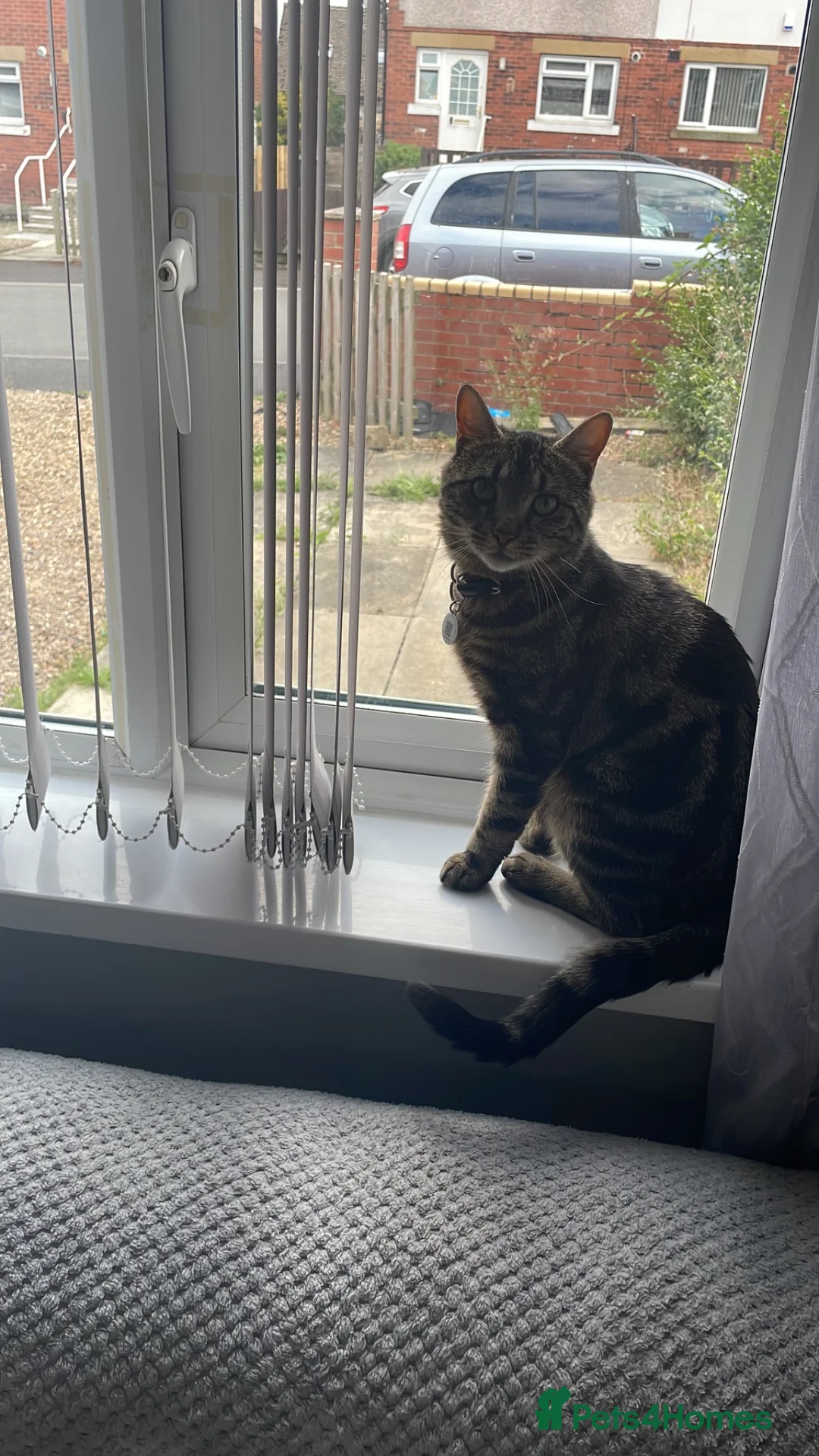 Domestic Shorthair cats for sale: Dougie male cat in Liversedge - Advert 2