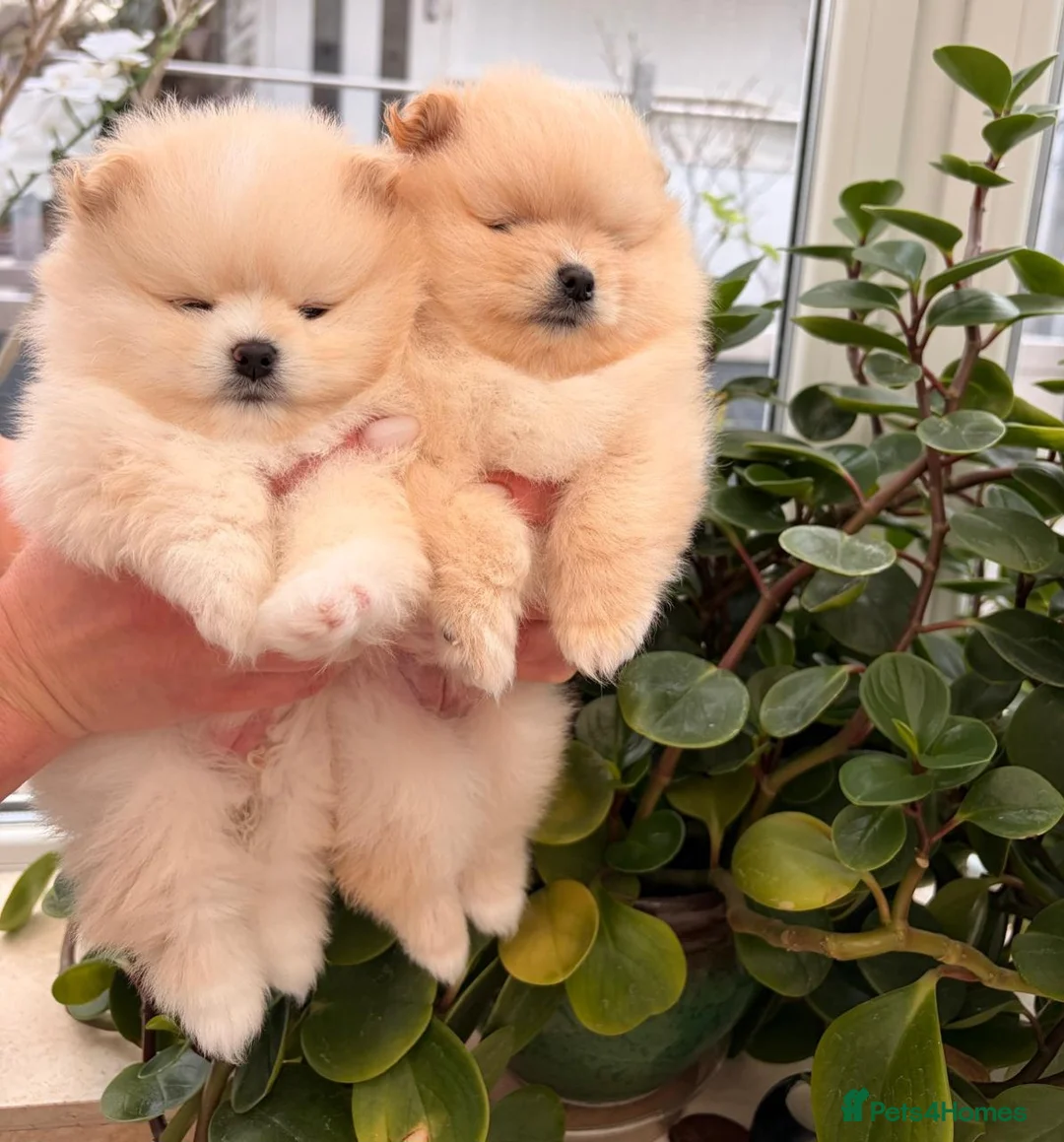 Pomeranian dogs for sale: Stunning cream Teddy purebreed Russian/Ukrainian🌟 - Advert 7