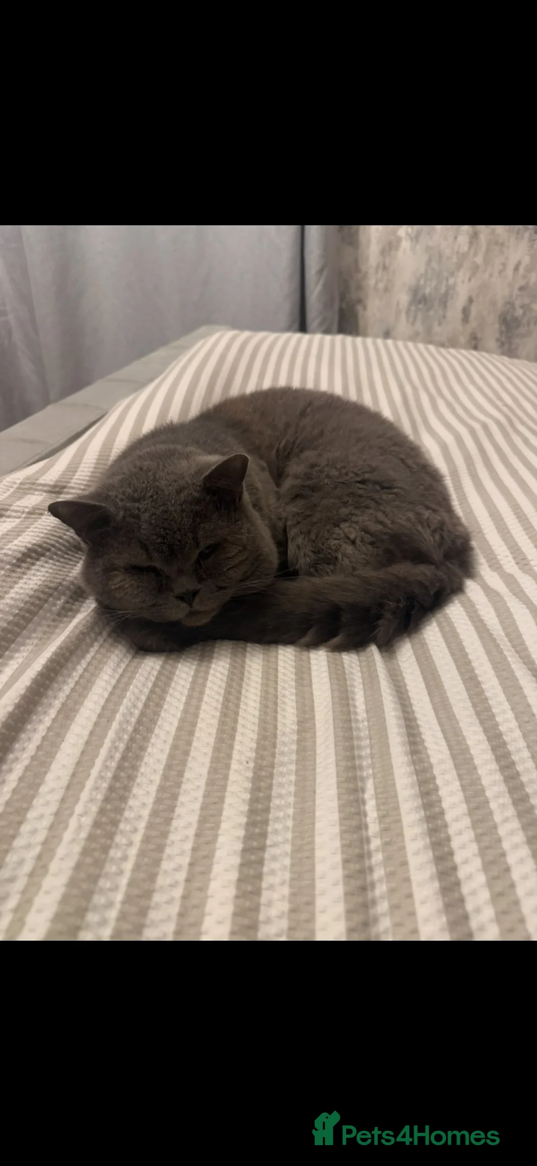 British Shorthair cats for sale: GCCF BLUE BRITISH SHORTHAIR - Advert 2