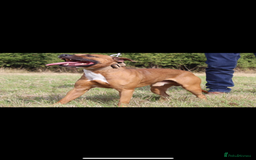 Staffordshire Bull Terrier dogs for sale: Beautiful staff pups for sale - Image 16