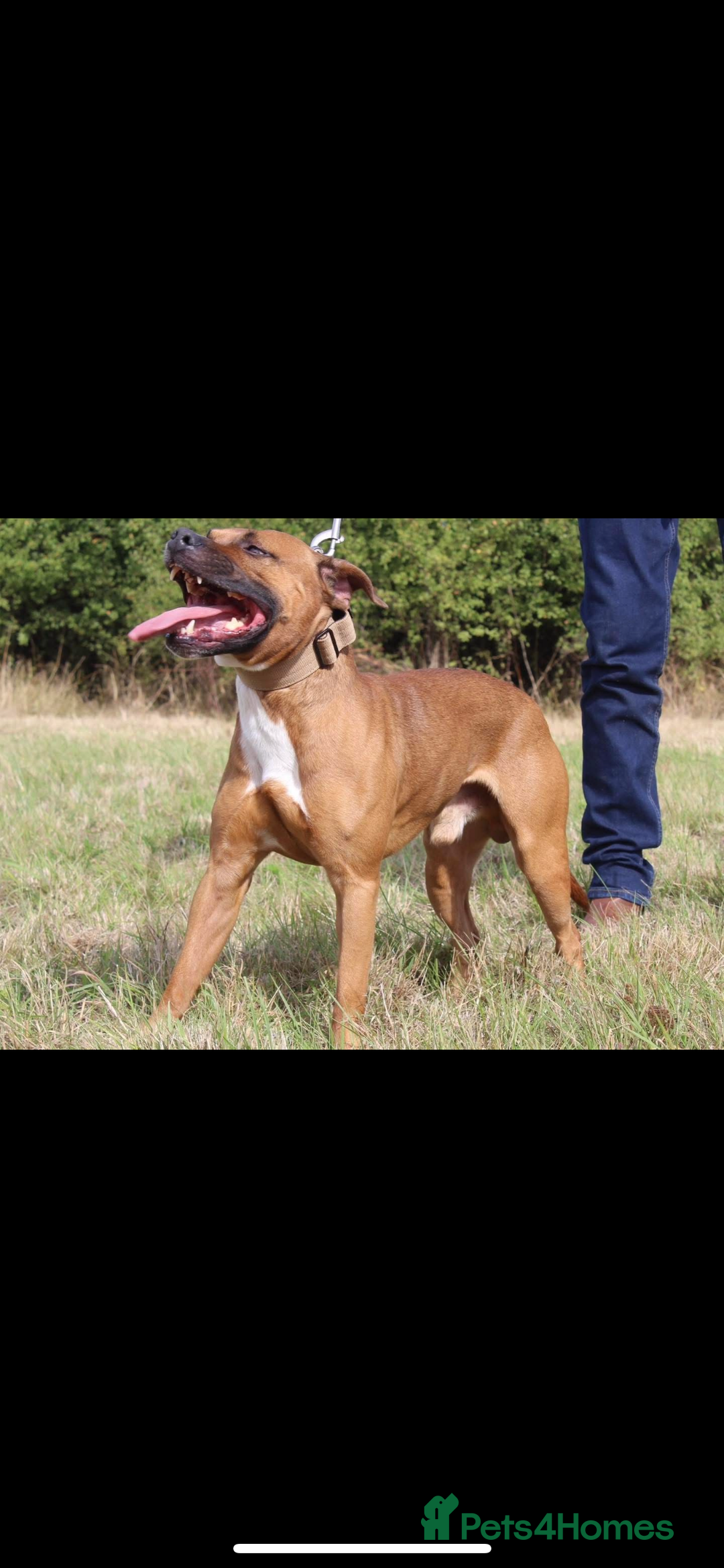 Staffordshire Bull Terrier dogs for sale: Beautiful staff pups for sale - Image 16