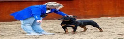 Rottweiler dogs for sale: Rottweiler Puppies  - Advert 11