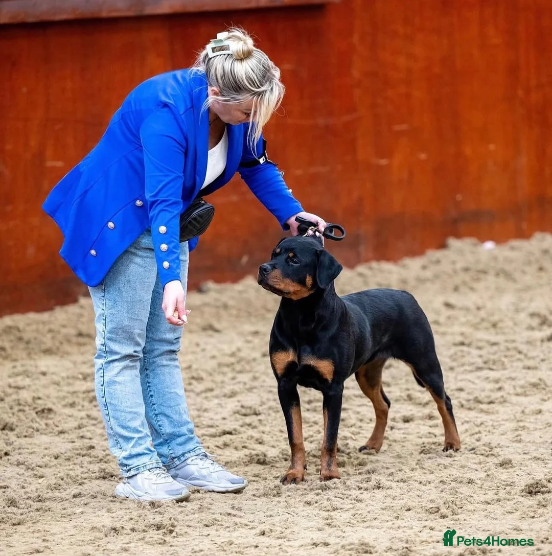 Rottweiler dogs for sale: Rottweiler Puppies  - Advert 11
