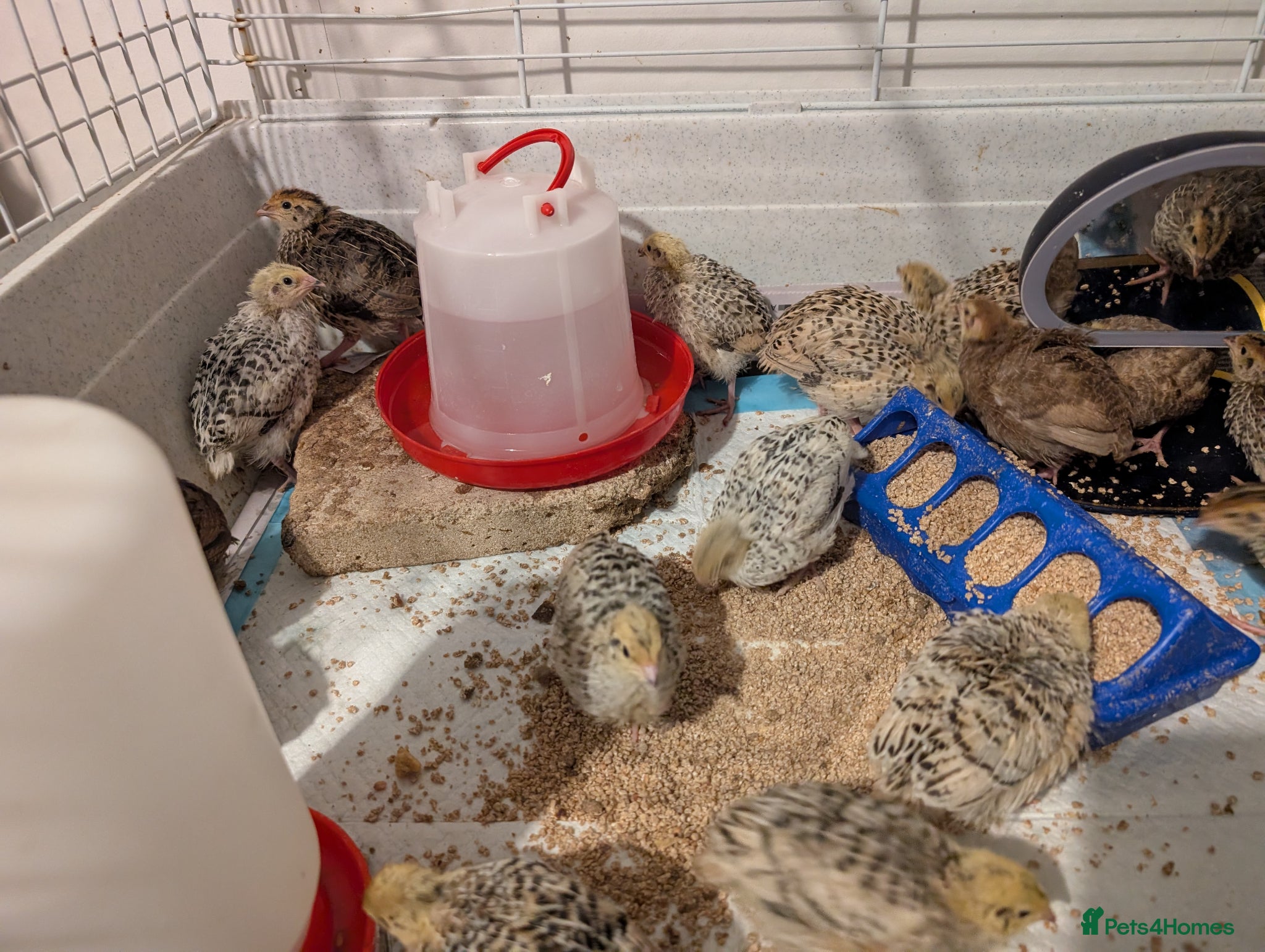 Chickens poultry for sale: Pekins, Quails, Eggs - Contact for availability  - Advert 10