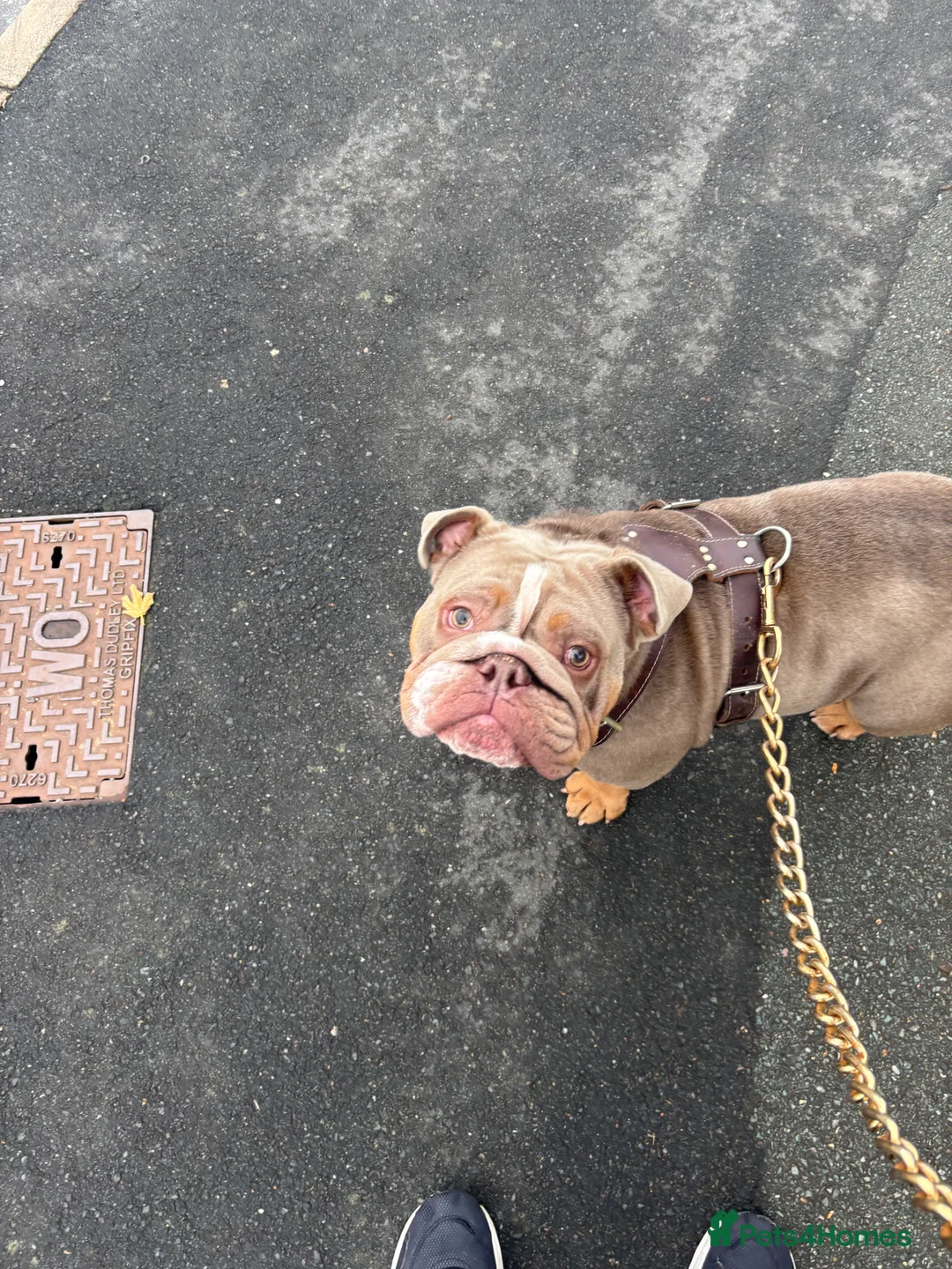 English Bulldog dogs for sale: Kc reg-Lilac and tan 2year old English Bulldog - Advert 4