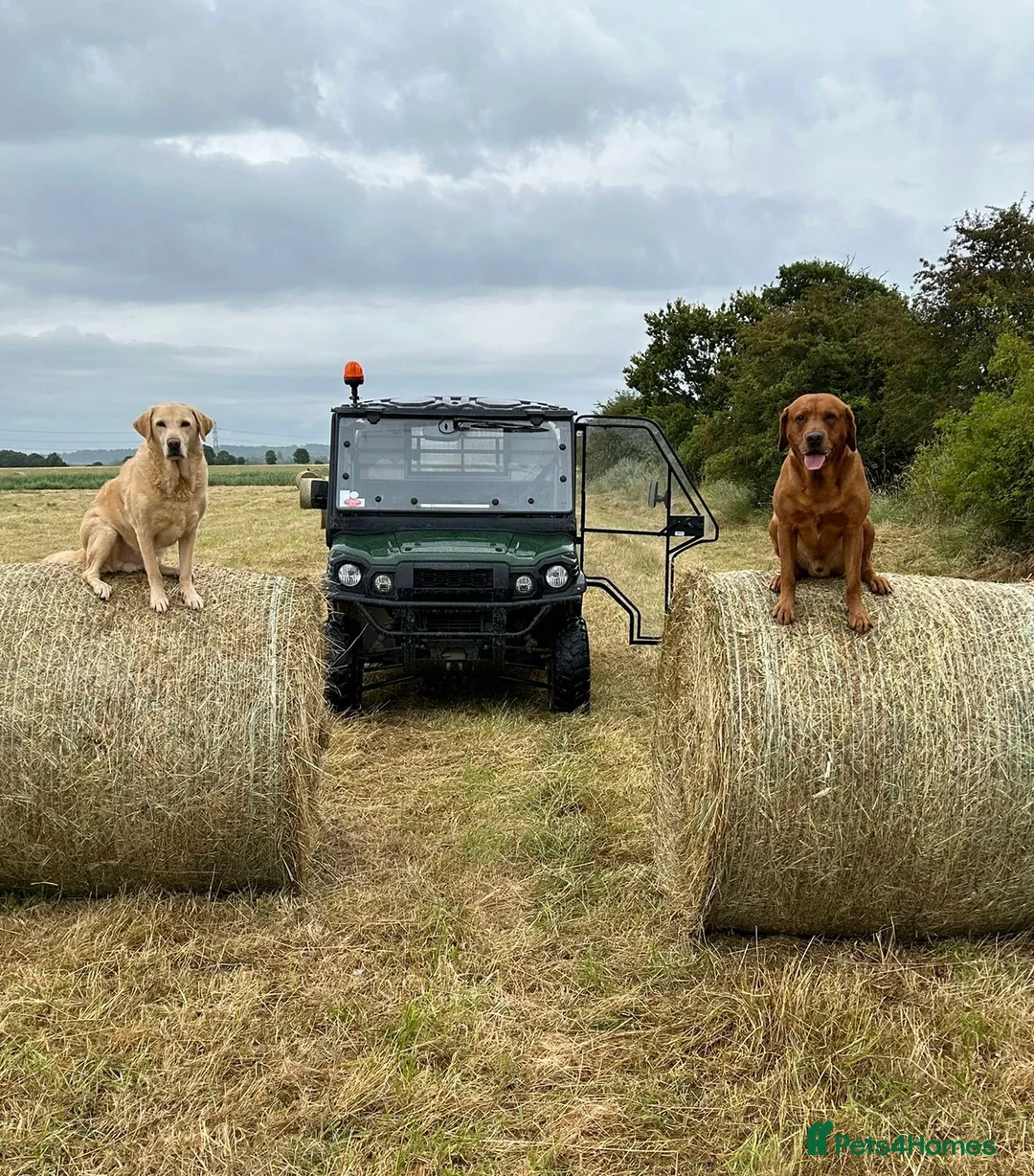 Labrador Retriever dogs for stud: PROVEN & FULLY HEALTH TESTED KC Dark Fox Red Stud  - Advert 2