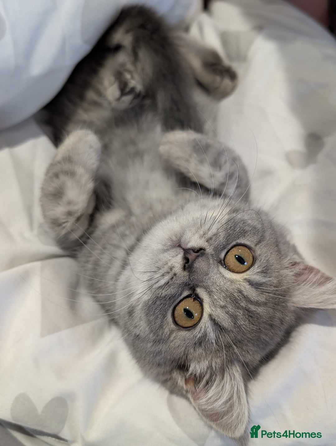 British Shorthair cats for sale: British shorthair X Persian kittens for sale ready - Advert 16