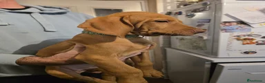 Hungarian Vizsla - Dark Green