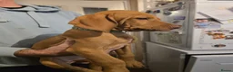 Hungarian Vizsla dogs for sale: ***Ready Now*** Hungarian Vizsla Puppies  - Advert 23
