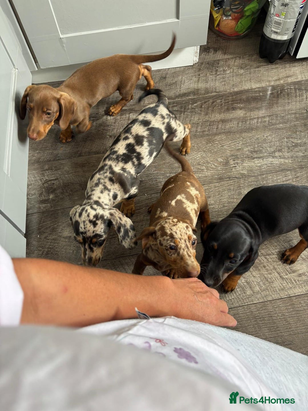 Dachshund dogs for sale: Miniture dachshund puppies  - Image 2