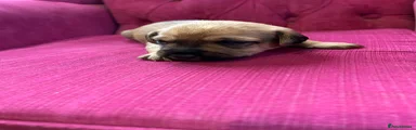 Patterjack Puppy 2