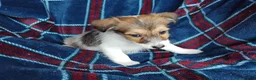 Jack Russell dogs for sale: Jack russell pups for sale - Advert 17