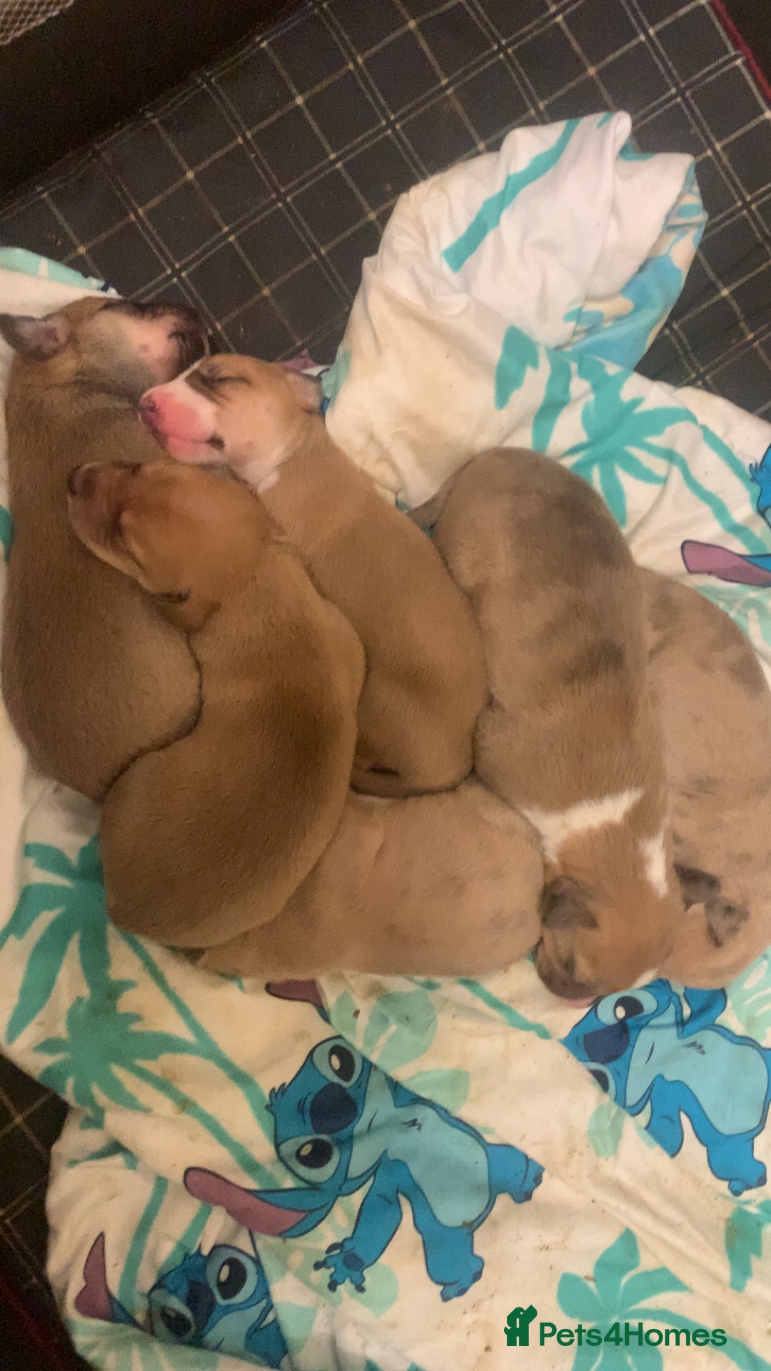 Mixed Breed dogs for sale: Merle Saluki Bull Collie Greyhound - Image 6