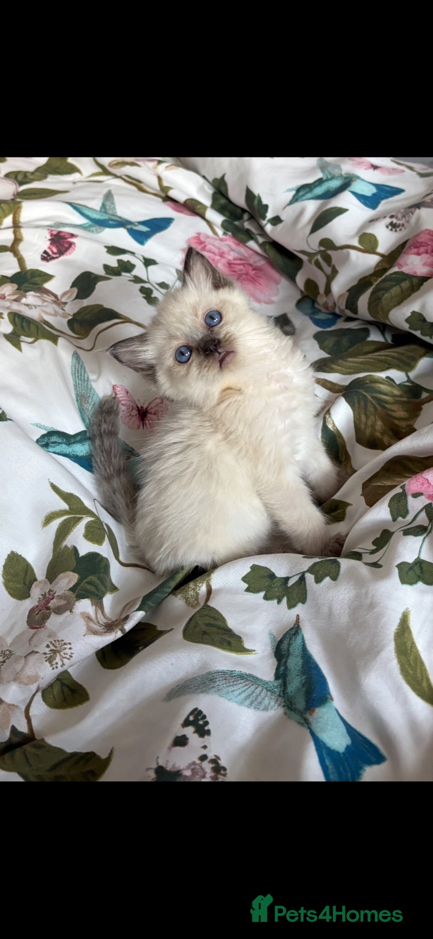 Ragdoll cats 🌺 Exceptional GCCF Babies 🌺 - Advert 16