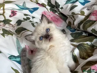 Ragdoll cats 🌺 Exceptional GCCF Babies 🌺 - Advert 16