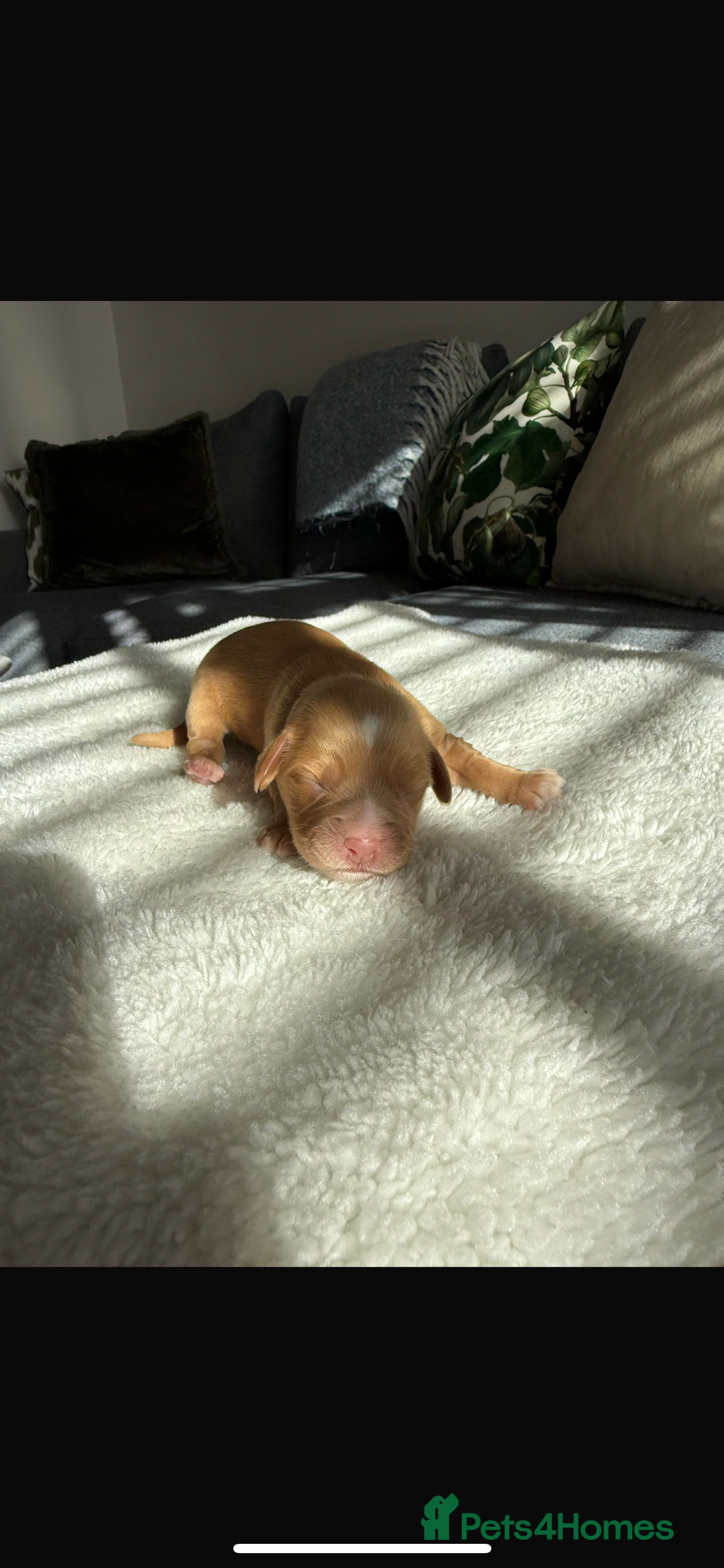 Cocker Spaniel dogs for sale: 🐶Cocker Spaniel Pups Looking for Forever Family🐶 - Image 10
