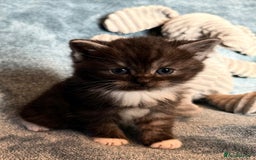 Persian cats for sale: 🌟 2 Chinchilla Persian Boy Kittens 🌟 - Image 15