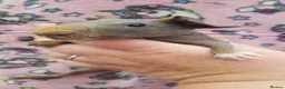 Guinea Pig rodents for sale: New Skinny Pigs Males and Females available now - Advert 6