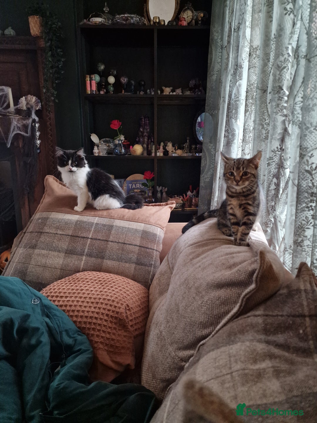 Ragdoll cats for sale: Tabby Ragdoll cross kitten - Advert 3