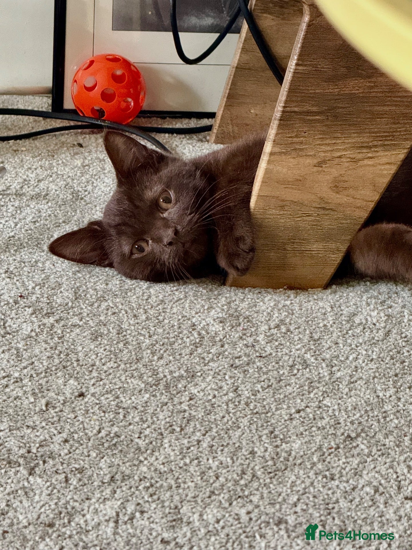 British Shorthair cats Brown British shorthair male for rehoming  - Advert 2