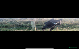 Labrador Retriever dogs for sale: Beautiful chunky litter of black pups  - Advert 6