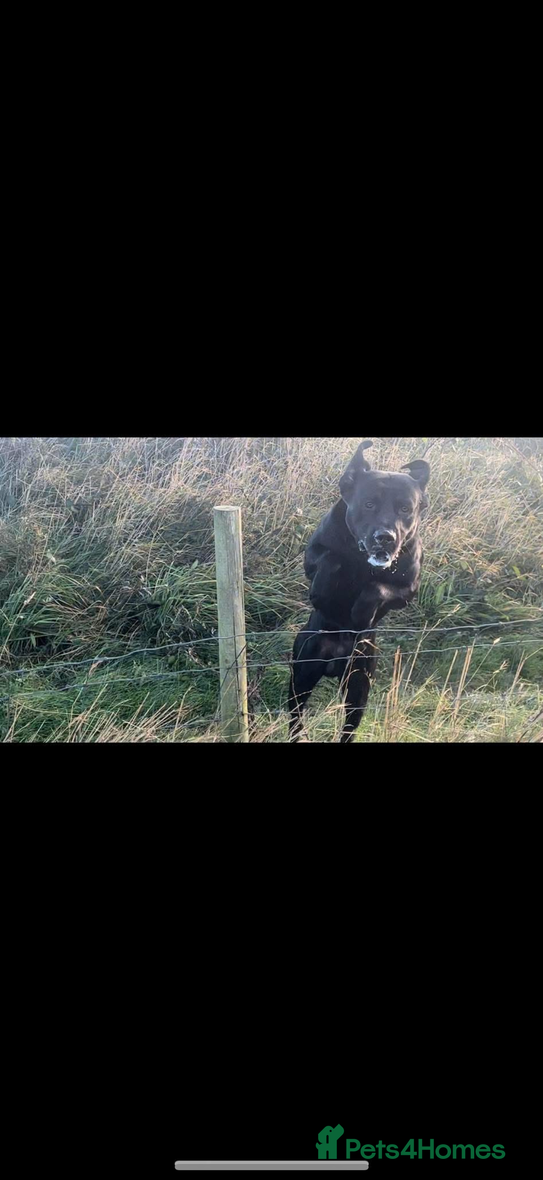 Labrador Retriever dogs for sale: Beautiful chunky litter of black pups  - Advert 6