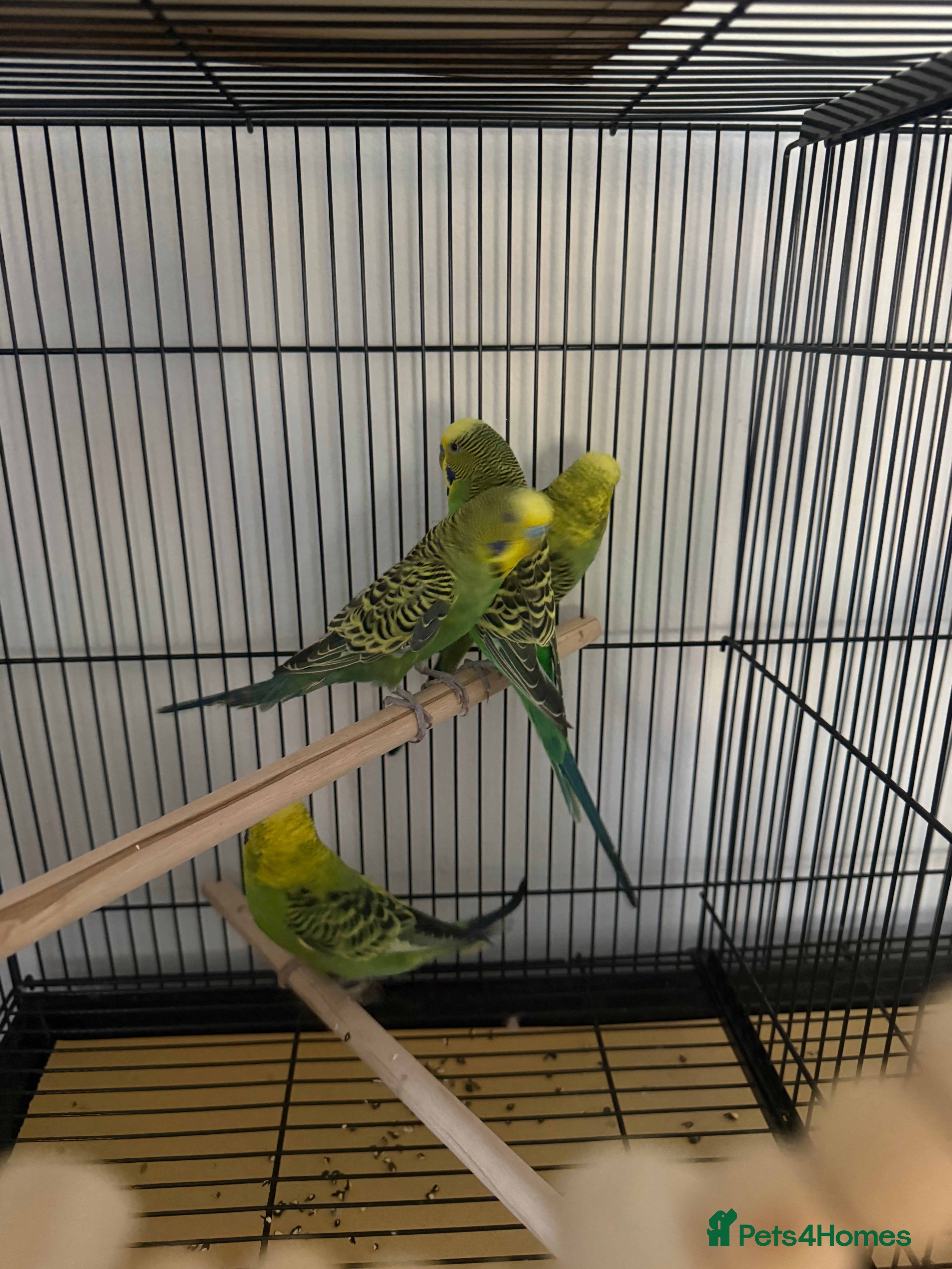 Budgerigars birds Mixed young budgies  - Advert 9