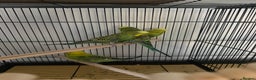 Budgerigars birds for sale: Mixed young budgies  - Advert 1