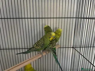 Budgerigars birds Mixed young budgies - Advert 4