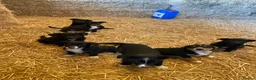 Mixed Breed dogs for sale: Border Collie X puppies  - Advert 15