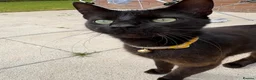 Bombay cats for sale: 1 year old cat  - Advert 1