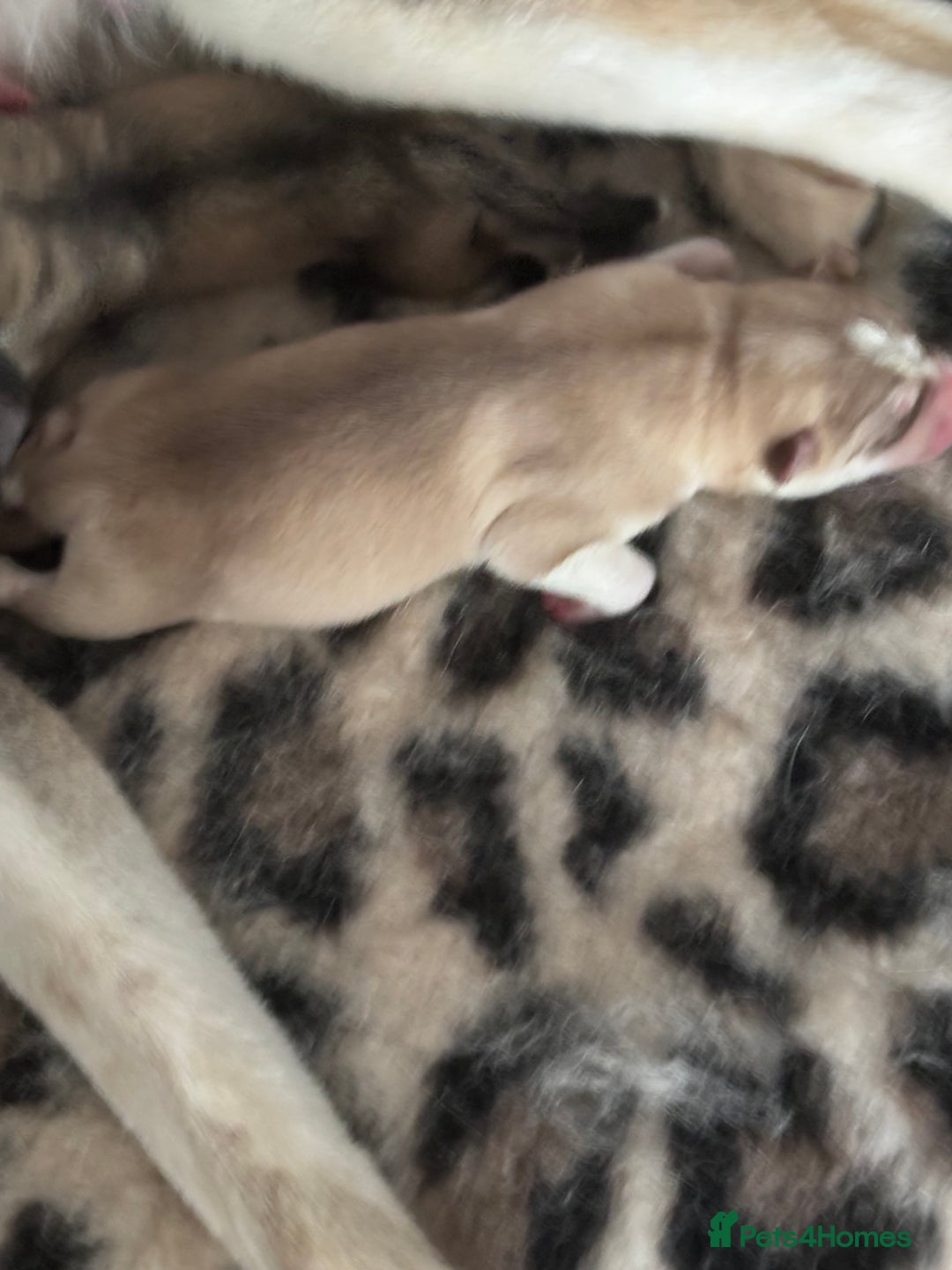 Siberian Husky dogs for sale: Siberian huskies  for sale  - Image 16
