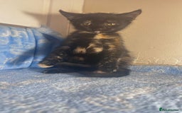 Mixed Breed cats for sale: 3 Lovely Kittens - Image 12