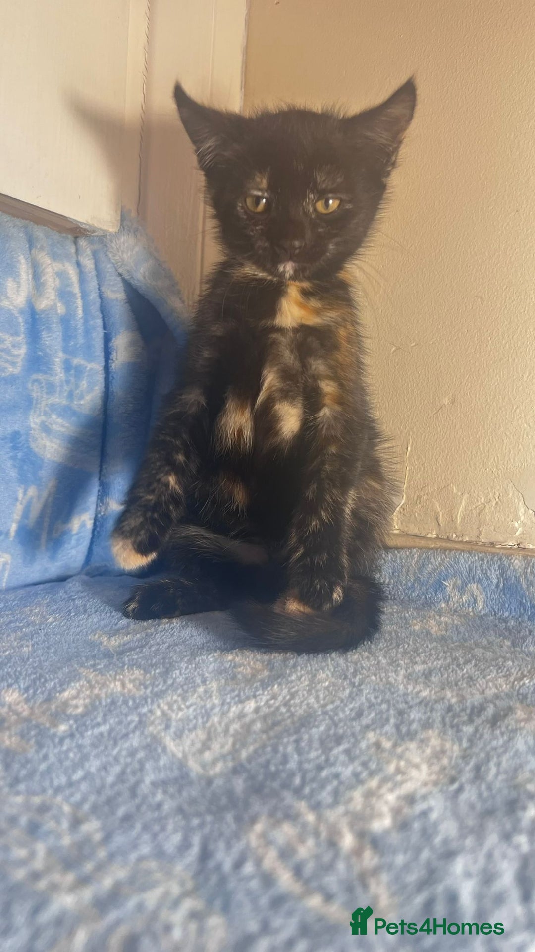 Mixed Breed cats for sale: 3 Lovely Kittens - Image 12