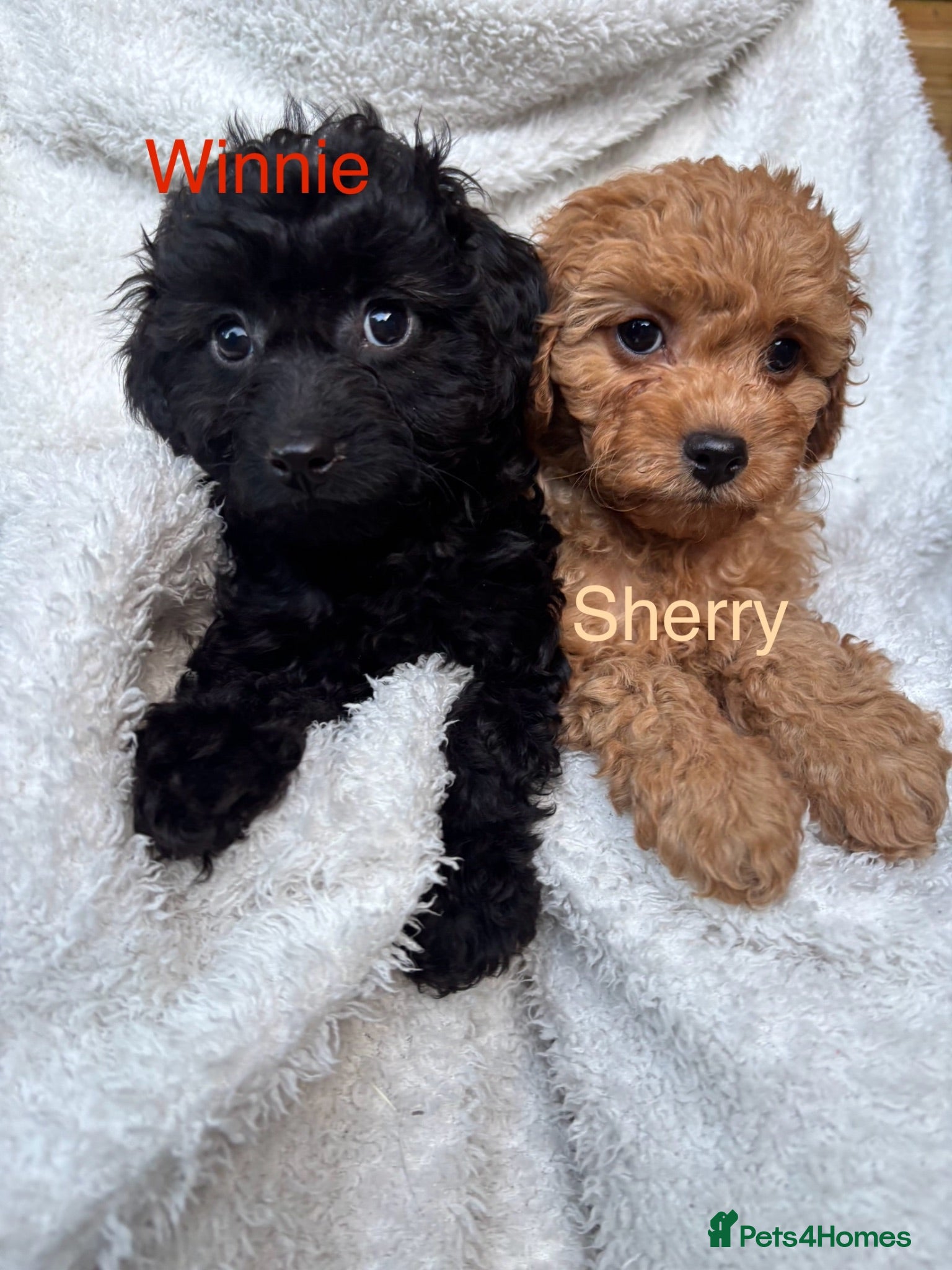Cavapoo dogs ⭐️5 CAVAPOO’S Ready Now in CHESHIRE⭐️ - Advert 2