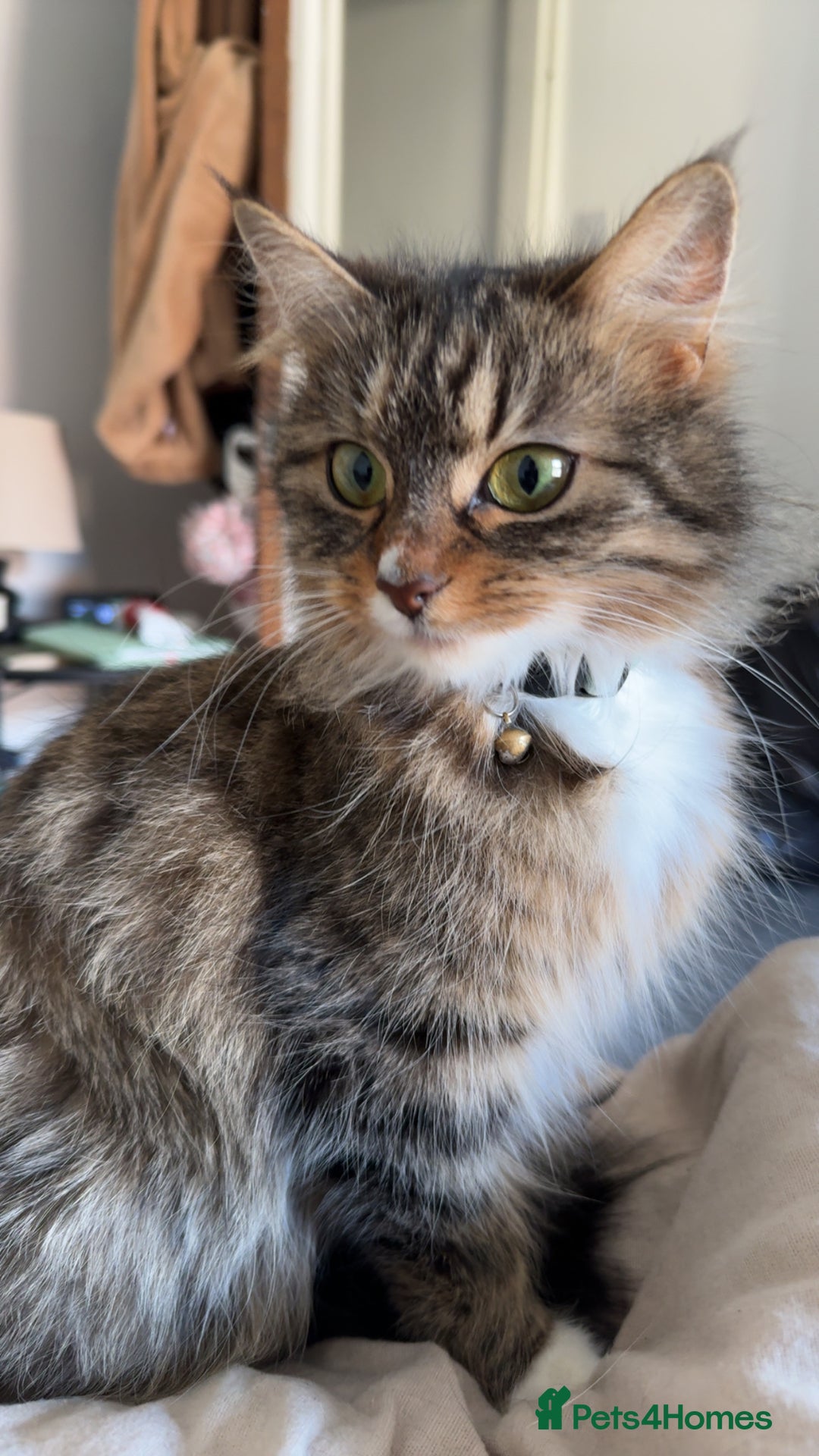 Bengal cats for sale: 2 year old for adoption  - Image 2