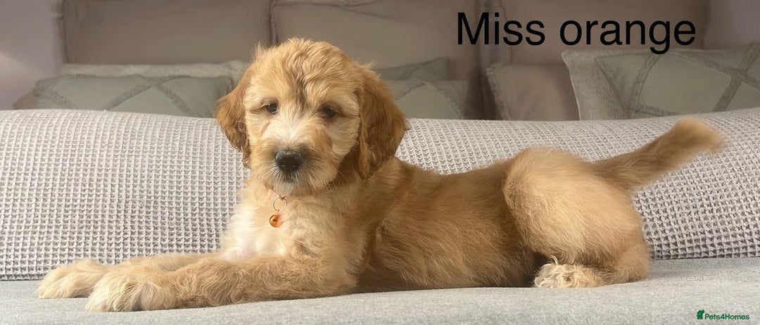 Irish Doodle dogs for sale: The perfect Doodle - Advert 29