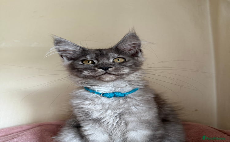Maine Coon cats - Advert 15