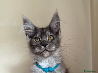 Maine Coon cats - Advert 34