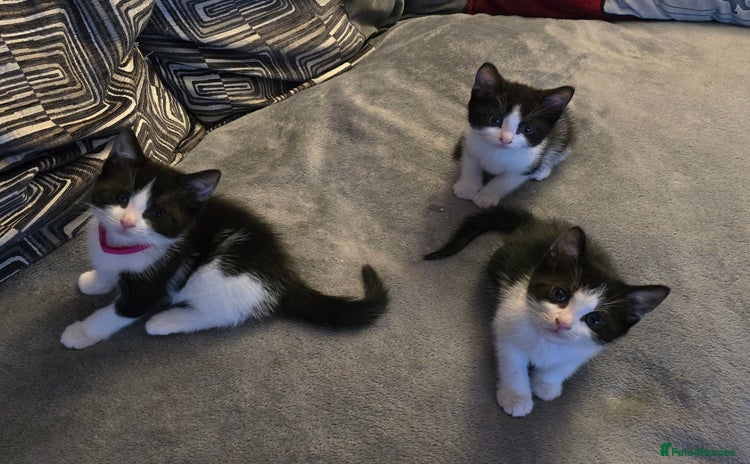 Mixed Breed cats - Advert 4