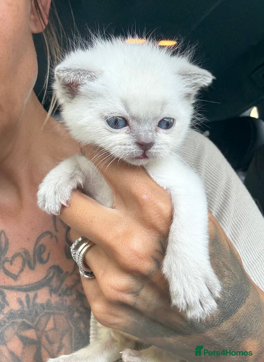 British Shorthair cats for sale: 🐾💜lilac and lilac point girls💜🐾 health tested  - Image 7