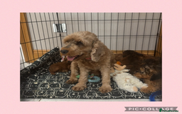 Cockapoo dogs for sale: Ready now F1B Cockapoos  - Advert 2