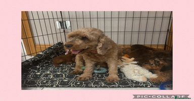 Cockapoo dogs Ready now F1B Cockapoos  - Advert 8