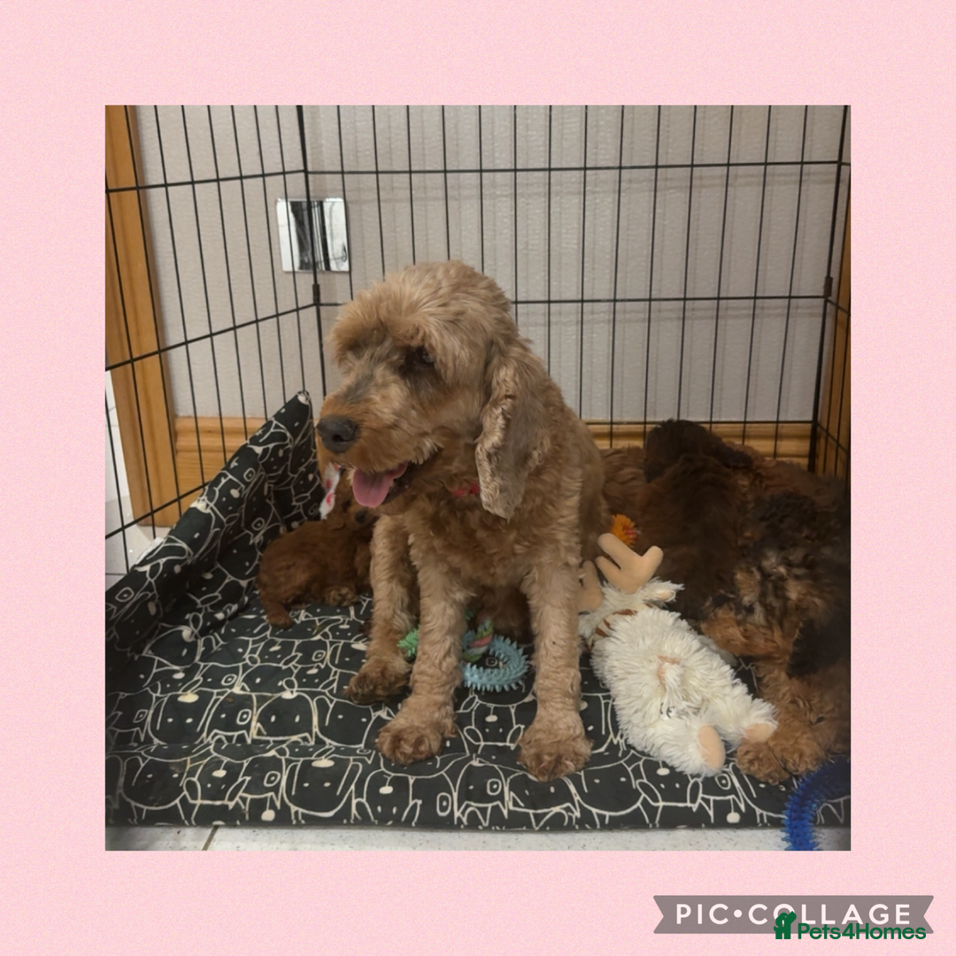 Cockapoo dogs for sale: Ready now F1B Cockapoos  - Advert 2