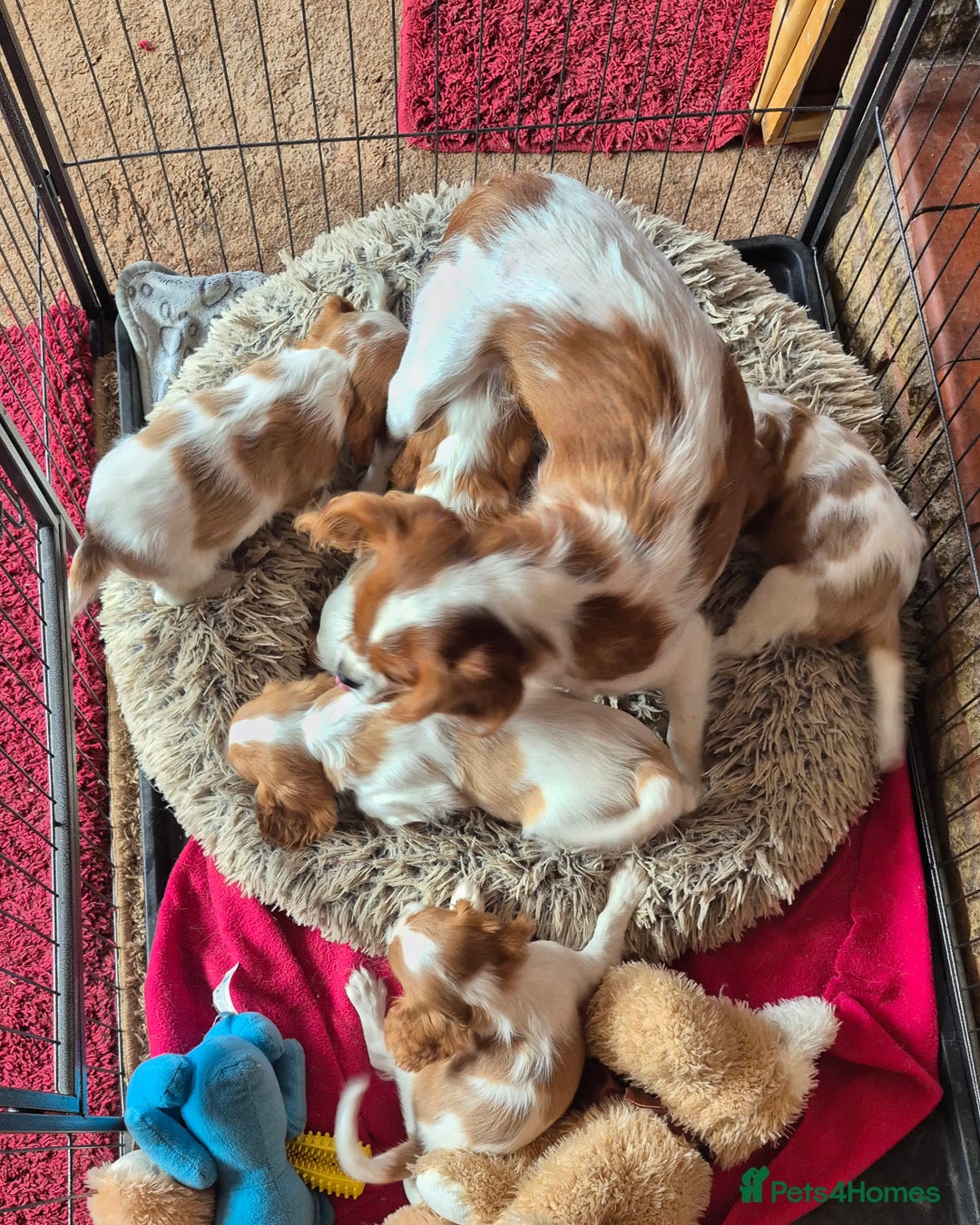 Cavalier King Charles Spaniel dogs for sale: Adorable Cavalier King Charles Spaniel puppies  - Image 5