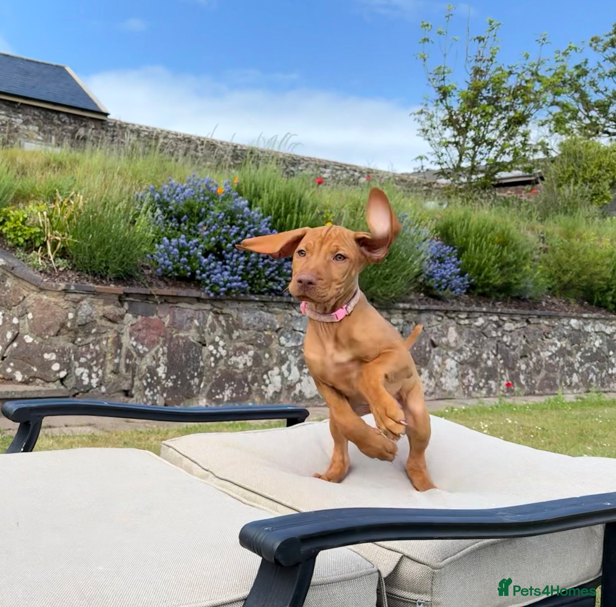 Hungarian Vizsla dogs Pedigree KC Hungarian Vizsla Pup For Sale - Advert 2